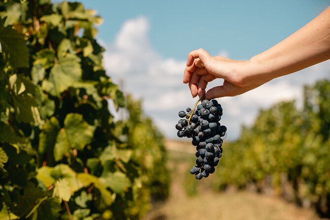 Private Tasting Expedition Along Romania’s Most Famous Wine Route - Price and Value: Is $325.80 Per Person Worth It?
