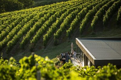 Private Tasting Expedition Along Romania’s Most Famous Wine Route - First Stop on the Dealu Mare Route: Vines, Traditions, and Oak-Barrel Smells