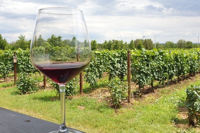 Private Wine Tasting in Cellar and the Winemaking process - Comfort and route: a long day that’s still easy to handle