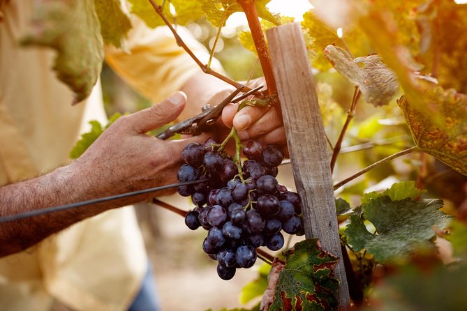 Romanian Wine Tasting - Guide-led Commentary and the Small-Group Advantage