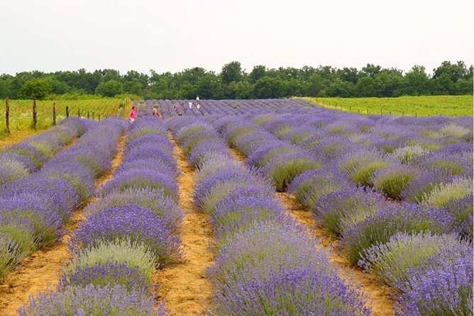 Salt Mine - Slanic Prahova - The Lavender Garden and the 500-Year-Old Tree Stop: Quick, Pretty, and Very Time-Boxed