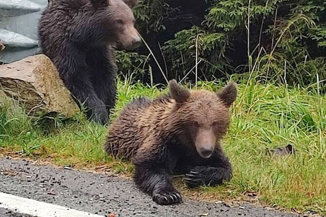 Small-group max 7 - Top Gear Road - Transfăgărăşan Highway - Transfăgărășan Highway: hairpins, photo pull-offs, and possible bear luck