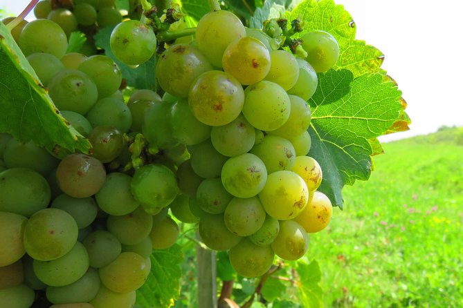 The wine route by bike - Who This Bike Wine Route Suits (and Who Might Feel Over-Served)