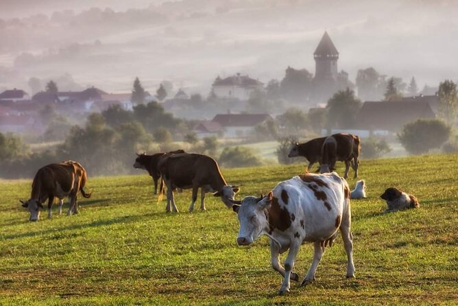 Transfer Bucharest -Brasov with Targoviste and Bran Castle visits - Brasov old town with your guide: the human-scale finish