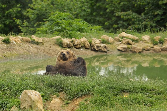Transylvania with Dracula Castle, Bear Sanctuary and Brasov - Price and Value: Is $155 a Good Deal for This Day?